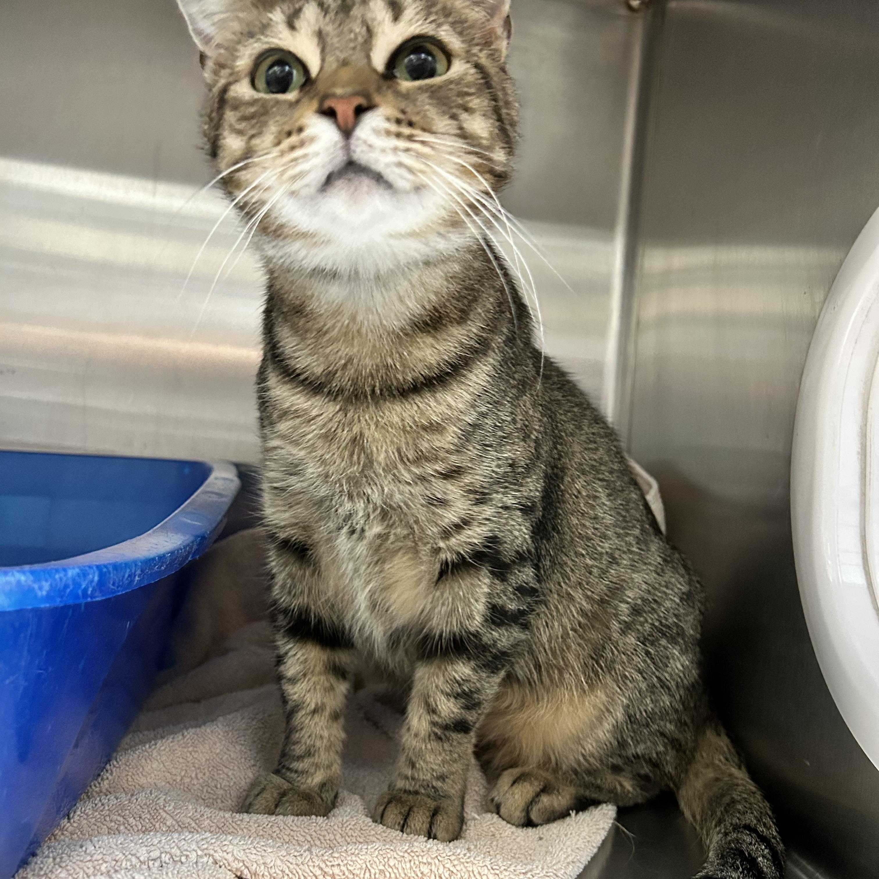 Paisley, Adoptable, Adult Female Tabby.