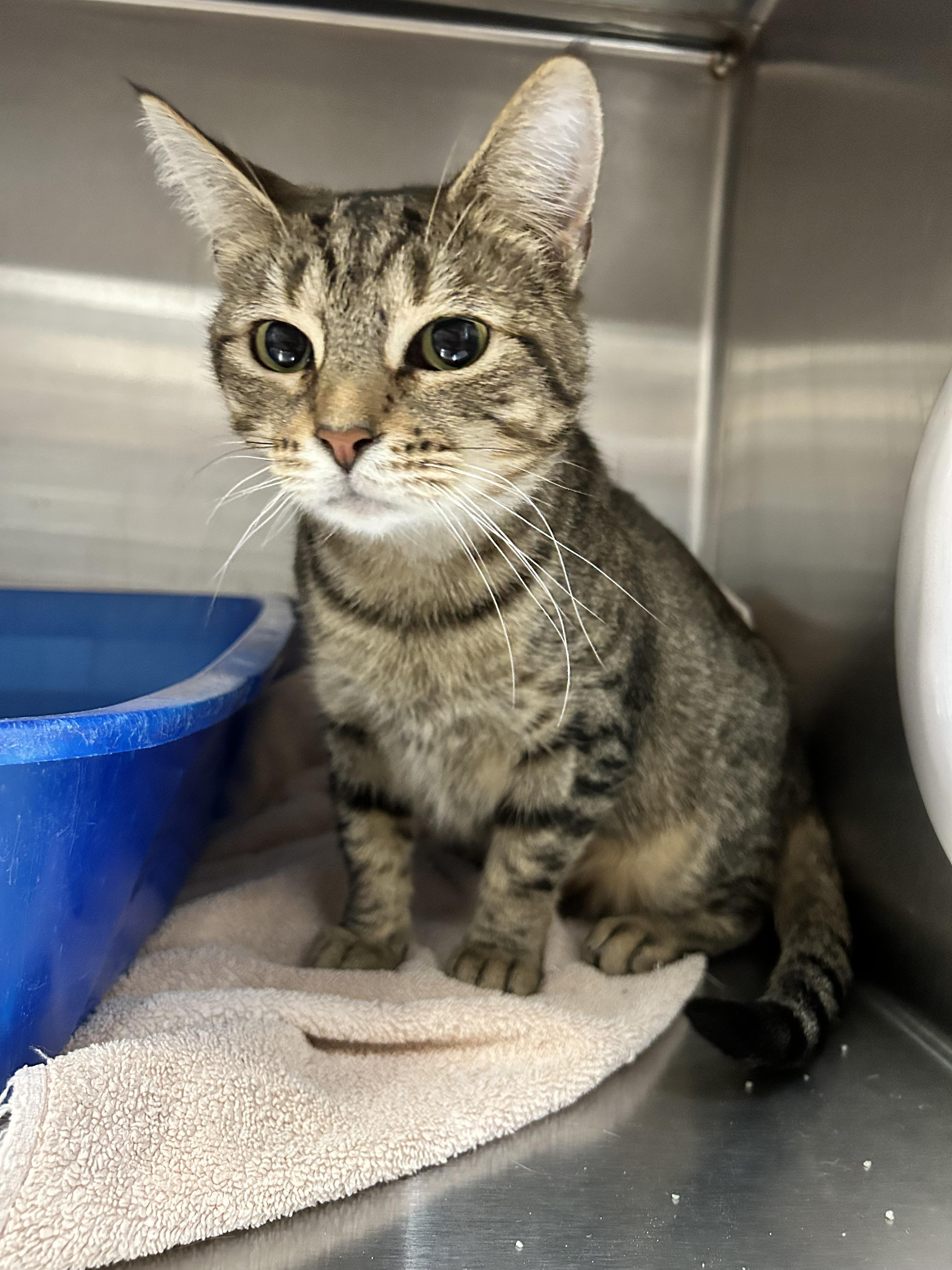 Enlarge Paisley, a Adoptable Tabby in Howes Cave, NY image 3/4