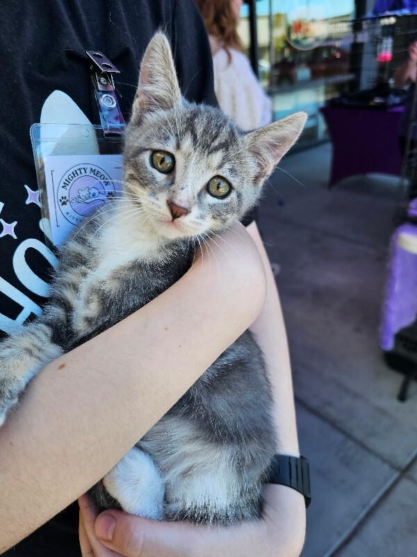 Pickle, Adoptable, Kitten Male Tabby.