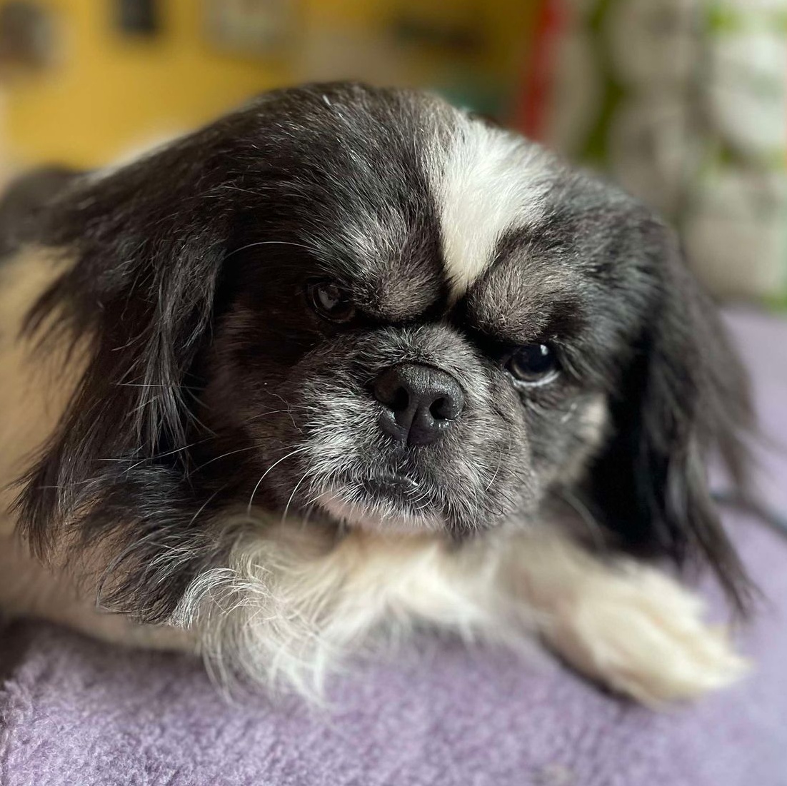 Frick, a Adopted Pekingese in Portland, ME image 1/5