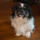Frick, a Adopted Pekingese in Portland, ME image 4/5