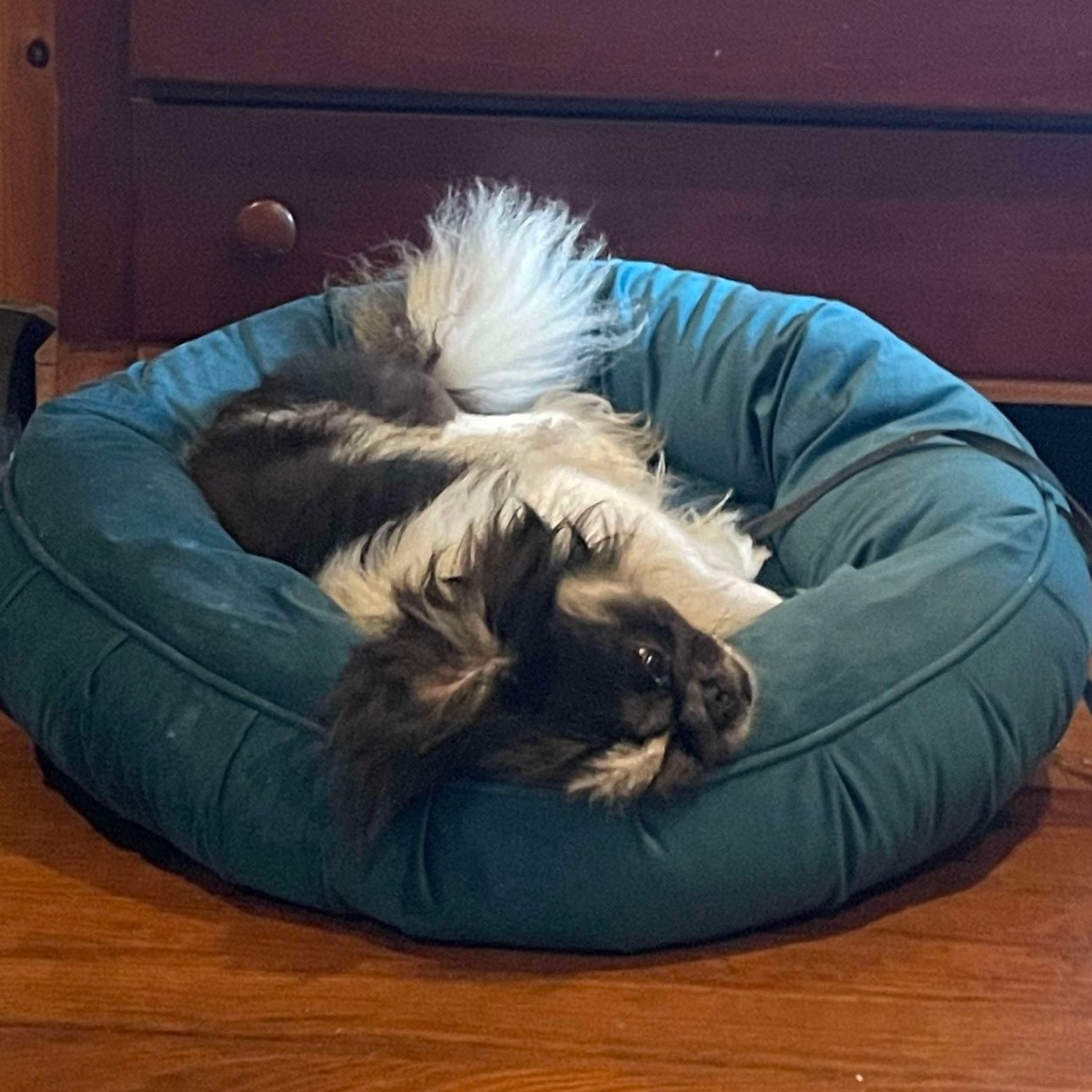Frick, a Adopted Pekingese in Portland, ME image 5/5