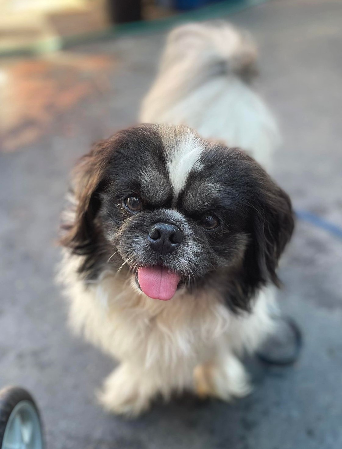 Frick, a Adopted Pekingese in Portland, ME image 3/5