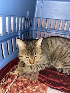 Vance, a Adoptable mixed breed in Plain City, OH image 1/4