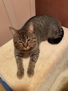 Vance, a Adoptable mixed breed in Plain City, OH image 2/4