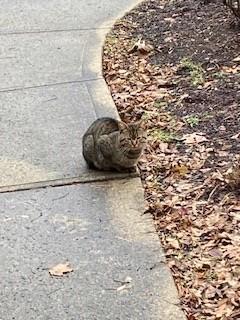 Vance, a Adoptable mixed breed in Plain City, OH image 3/4