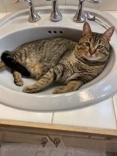 Vance, Young Male Tabby