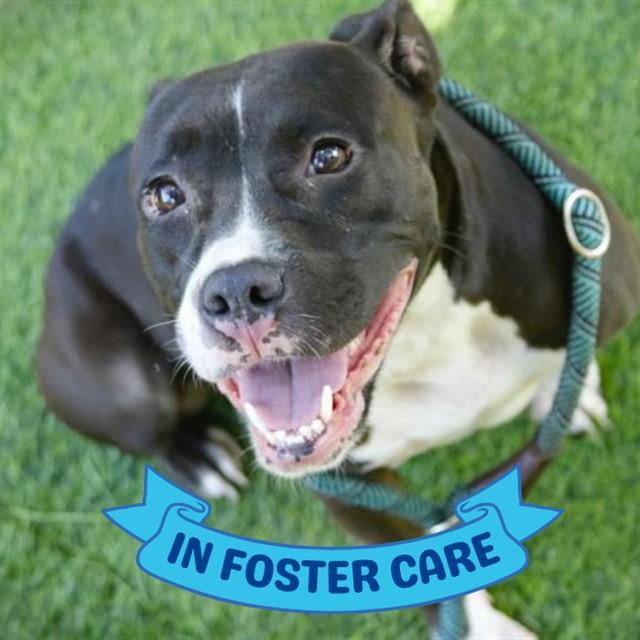 Enlarge DEKODA, a Adoptable mixed breed in Tallahassee, FL image 1/1