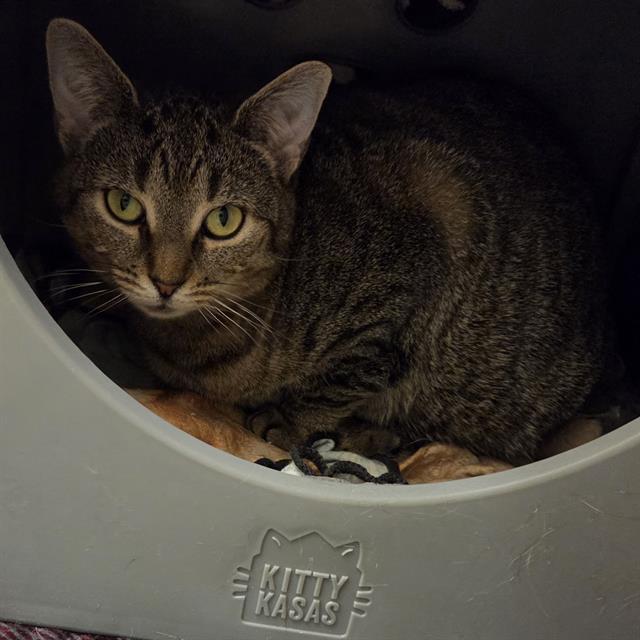 Enlarge COPPERHEAD, a Adoptable Domestic Short Hair in Methuen, MA image 1/1