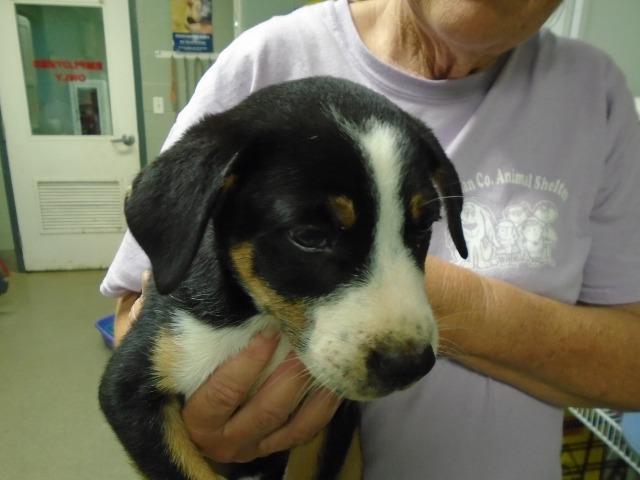 Callieluka thumbnail 2