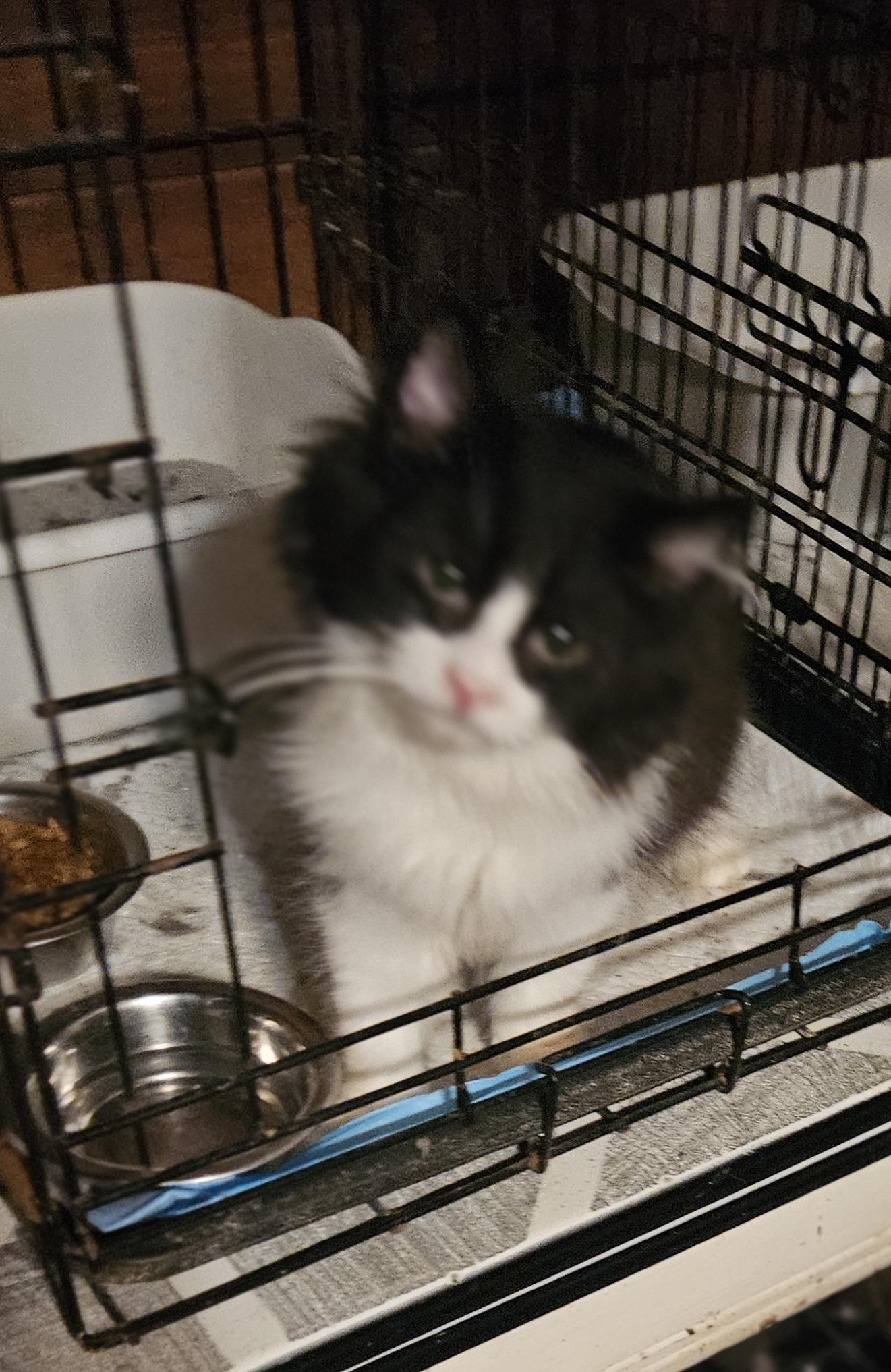 Enlarge Bear, a Adopted Domestic Long Hair in Monroe, TN image 1/3