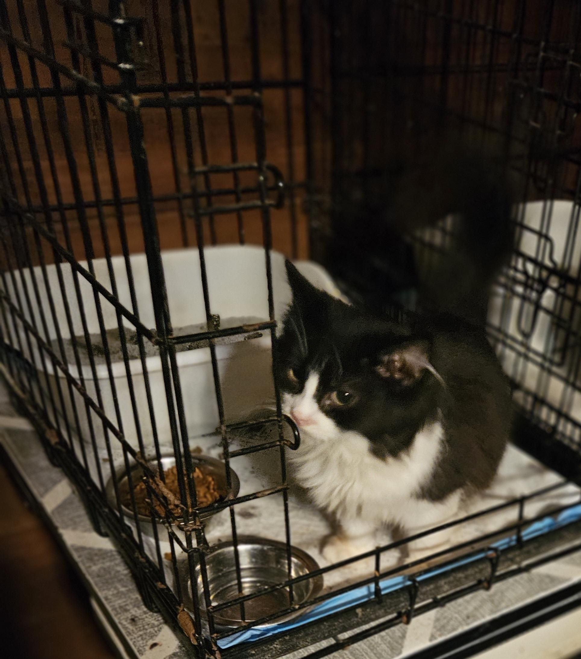 Enlarge Bear, a Adopted Domestic Long Hair in Monroe, TN image 2/3