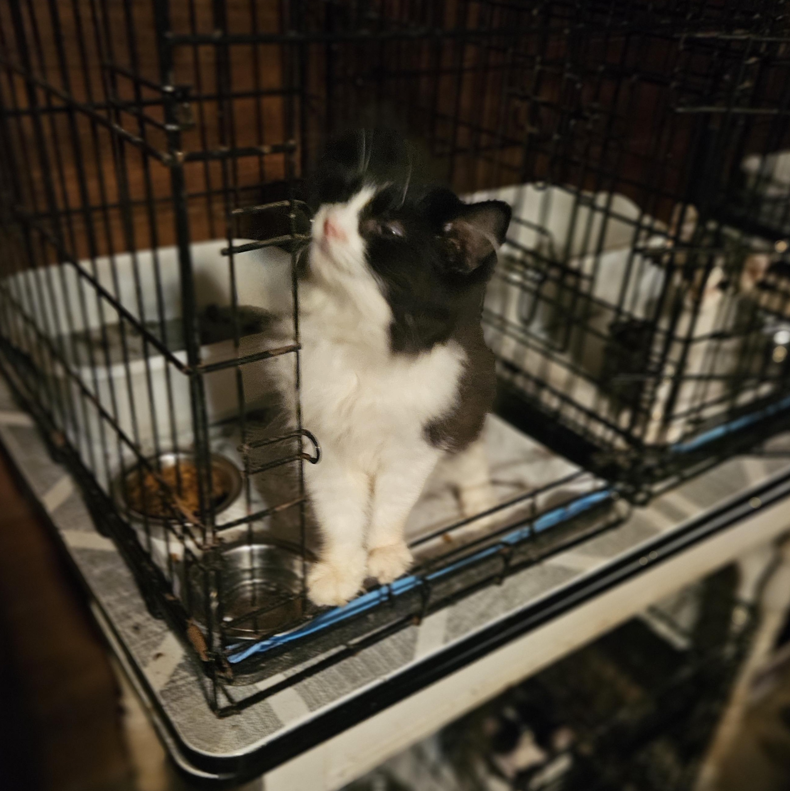 Enlarge Bear, a Adopted Domestic Long Hair in Monroe, TN image 3/3