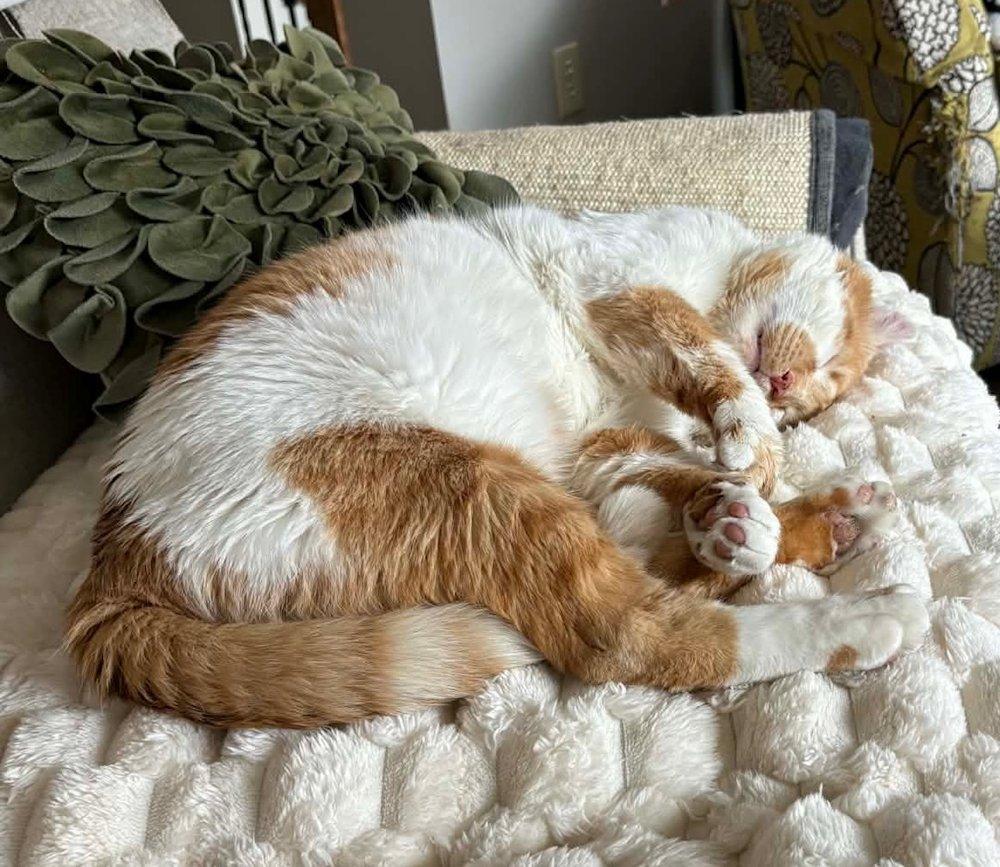 Enlarge Phoenix, an adoptable Domestic Short Hair in White Bear Lake, MN image 4/5