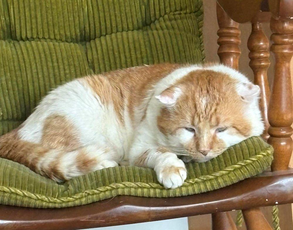 Phoenix, adoptable, Adult Male Domestic Short Hair.