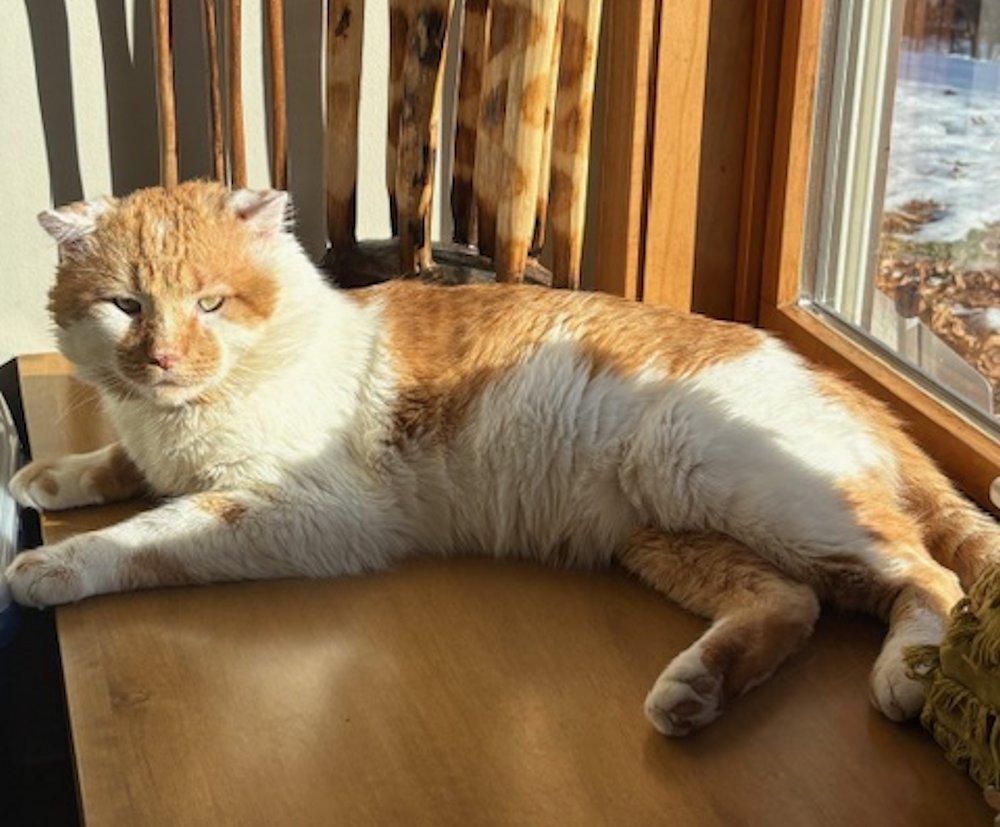 Enlarge Phoenix, an adoptable Domestic Short Hair in White Bear Lake, MN image 4/6