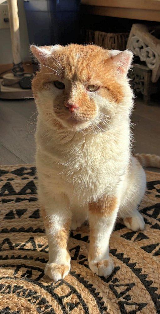 Enlarge Phoenix, an adoptable Domestic Short Hair in White Bear Lake, MN image 2/6