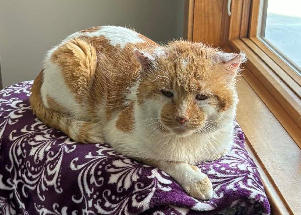 Enlarge Phoenix, an adoptable Domestic Short Hair in White Bear Lake, MN image 5/6