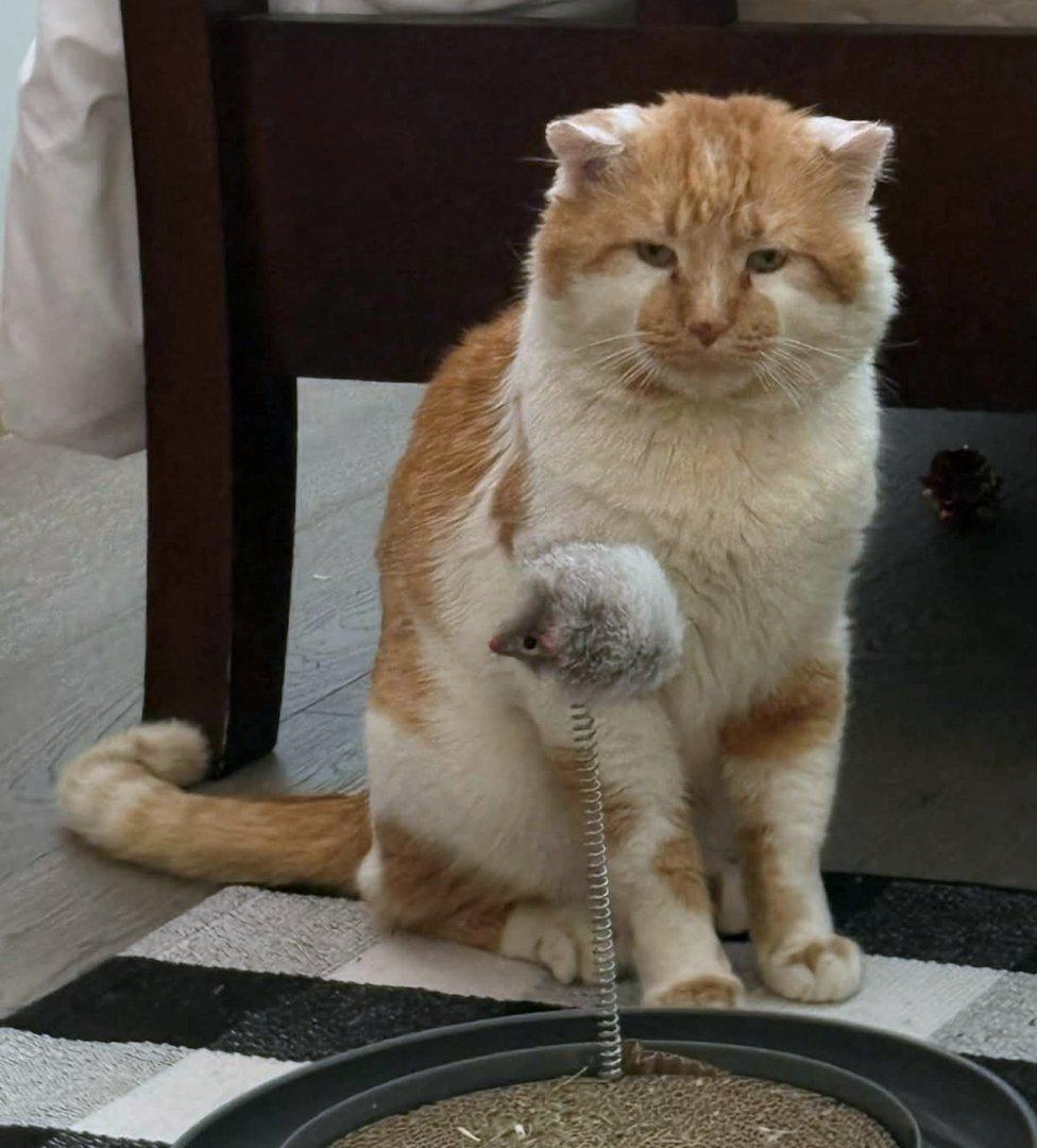 Enlarge Phoenix, an adoptable Domestic Short Hair in White Bear Lake, MN image 5/5