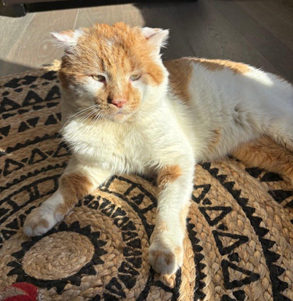 Phoenix, adoptable, Adult Male Domestic Short Hair.