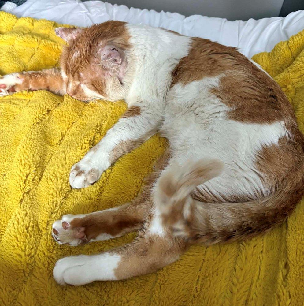 Enlarge Phoenix, an adoptable Domestic Short Hair in White Bear Lake, MN image 6/6