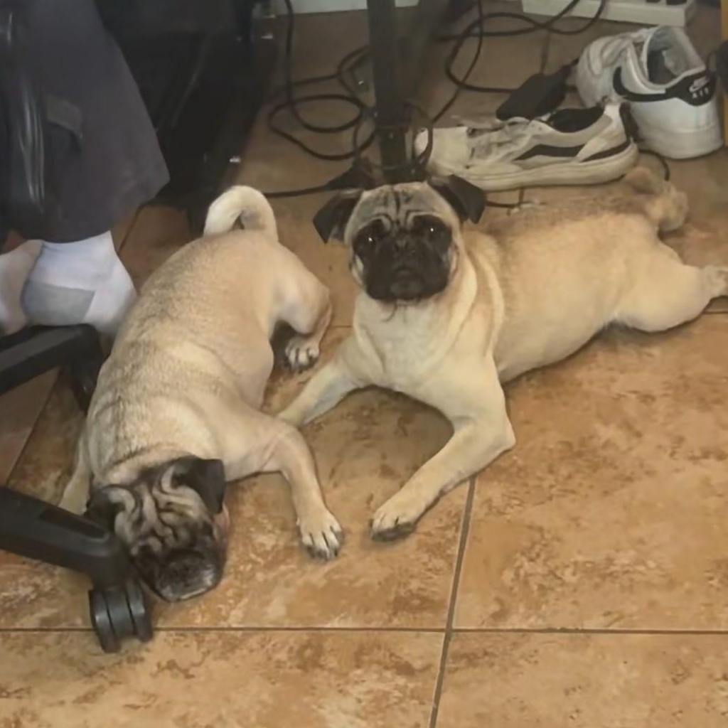Enlarge Frankie, an adopted Pug in Wildomar, CA image 2/5
