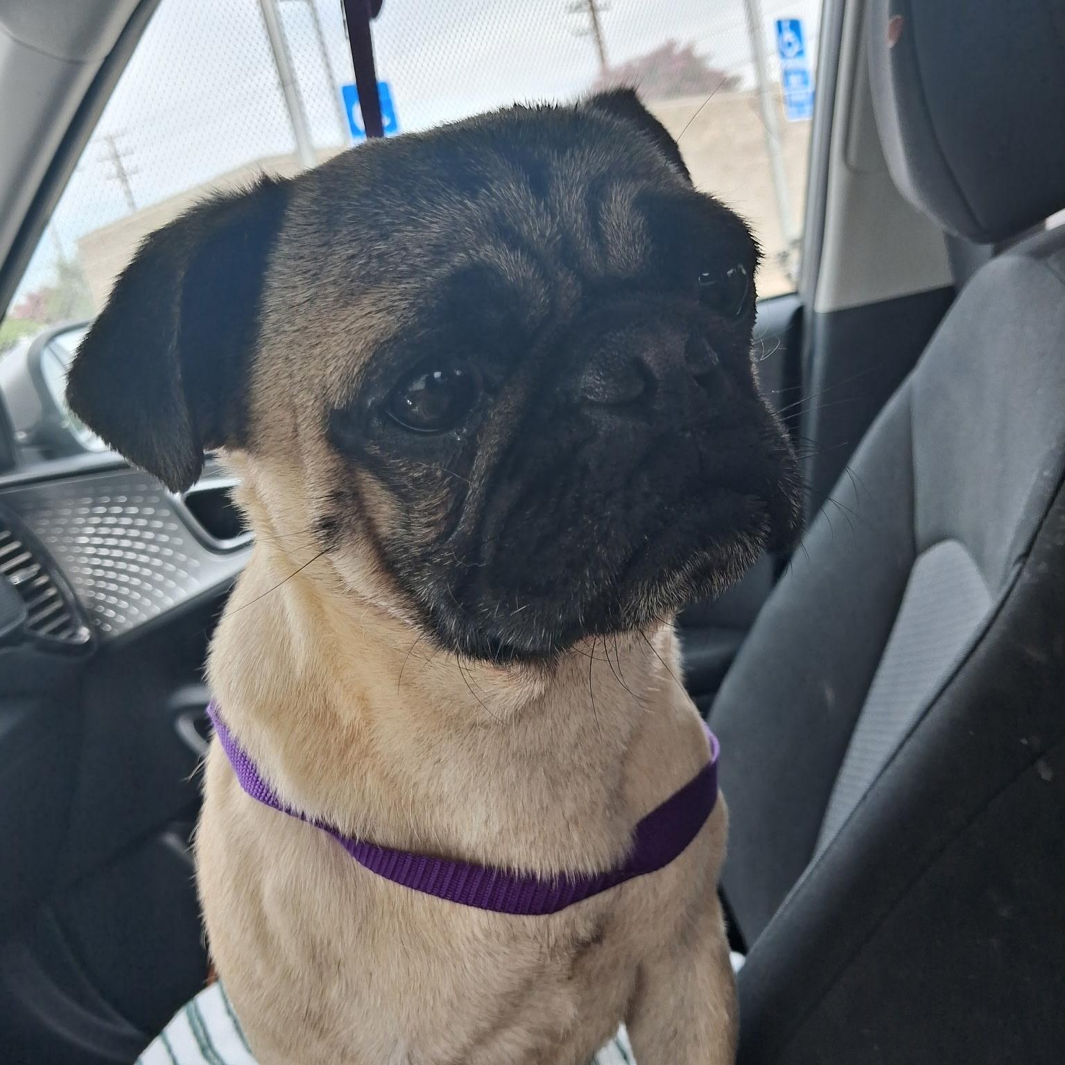 Enlarge Frankie, an adopted Pug in Wildomar, CA image 1/5