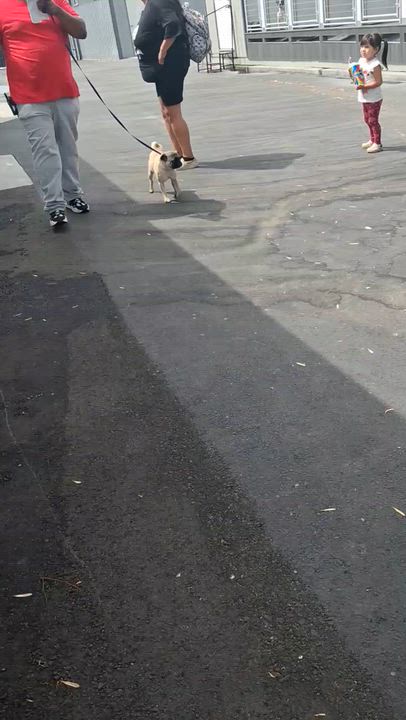 Enlarge Frankie, an adopted Pug in Wildomar, CA video 5/5