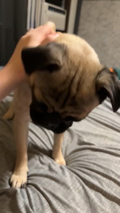 Enlarge Frankie, an adopted Pug in Wildomar, CA video 3/5