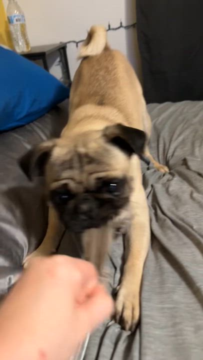 Enlarge Frankie, an adopted Pug in Wildomar, CA video 4/5