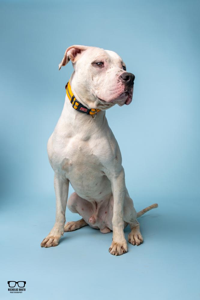 Enlarge Vito, a Adoptable mixed breed in Palatine, IL image 1/6