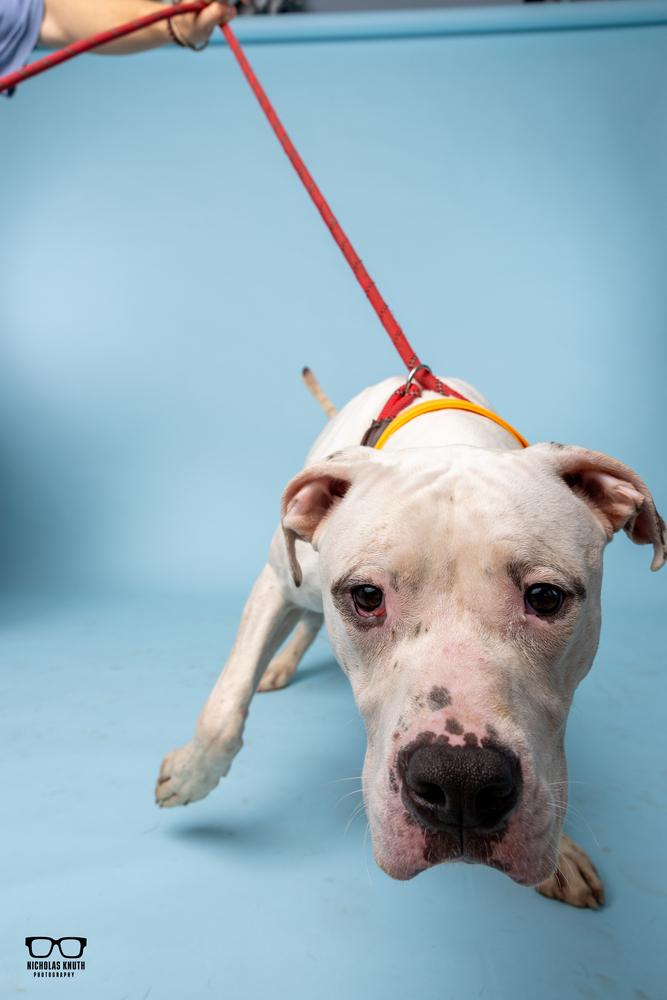 Enlarge Vito, a Adoptable mixed breed in Palatine, IL image 2/6