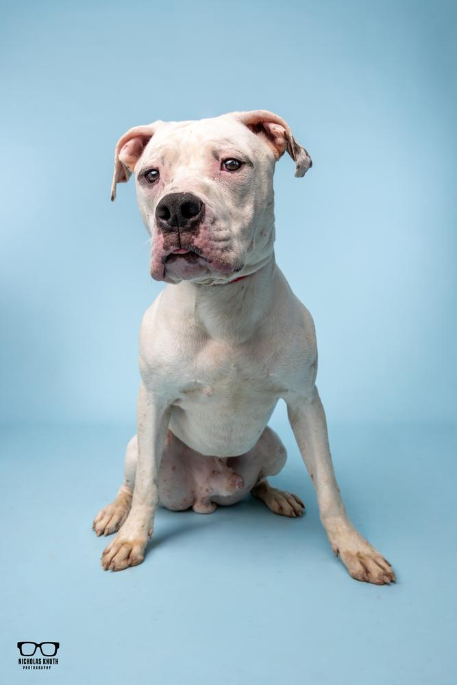 Enlarge Vito, a Adoptable mixed breed in Palatine, IL image 3/6
