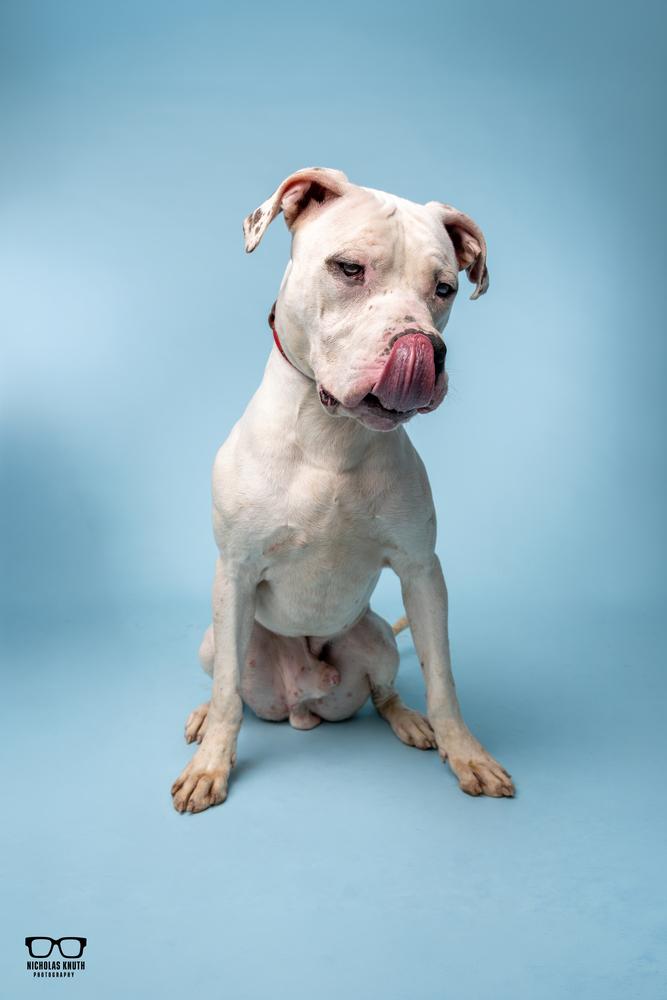 Enlarge Vito, a Adoptable mixed breed in Palatine, IL image 4/6