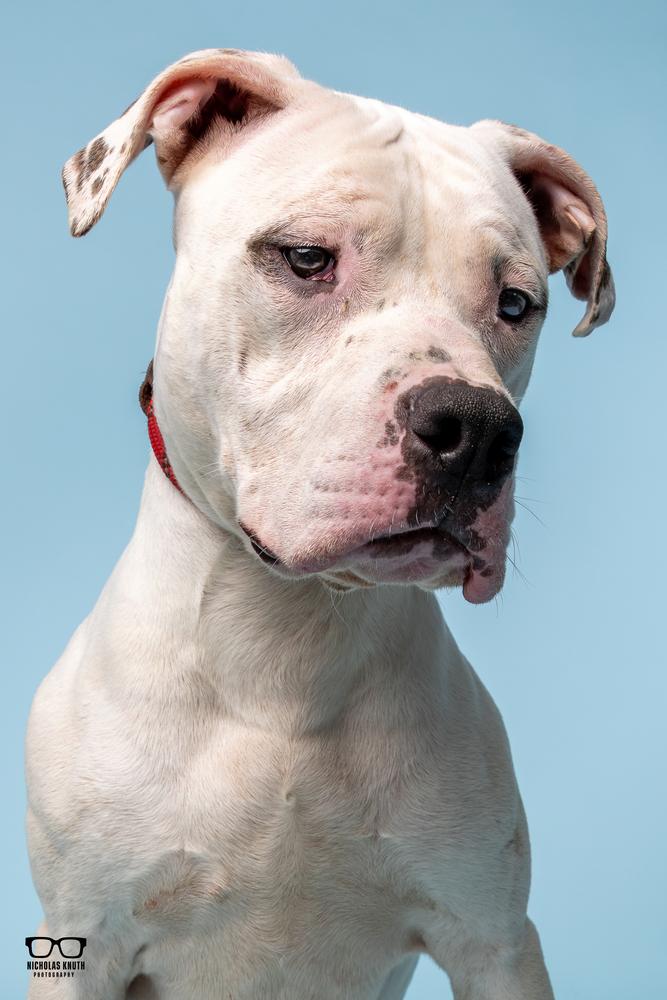 Enlarge Vito, a Adoptable mixed breed in Palatine, IL image 5/6