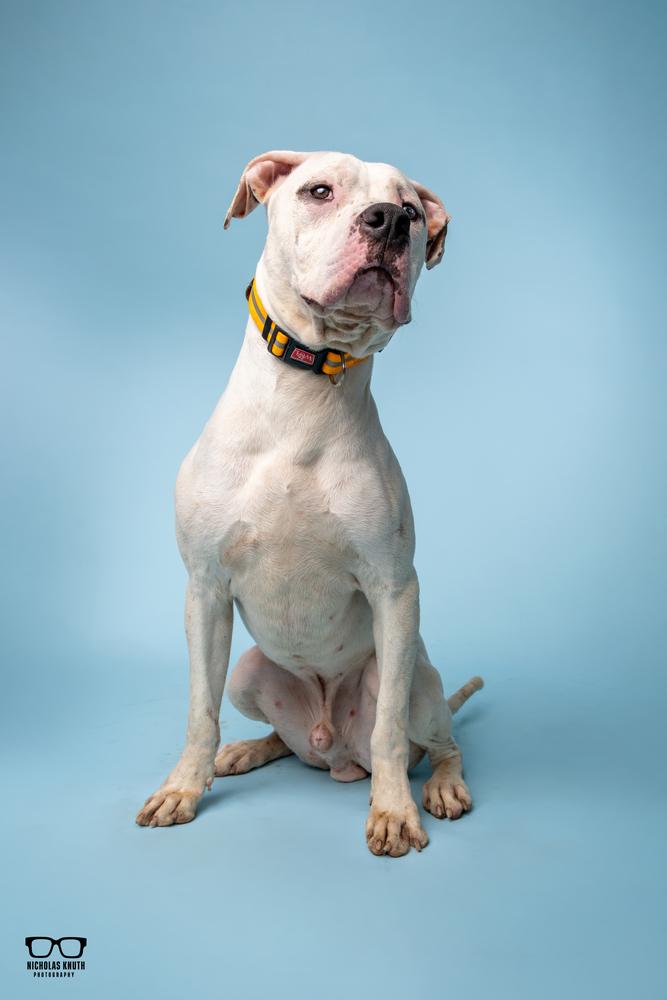 Enlarge Vito, a Adoptable mixed breed in Palatine, IL image 6/6