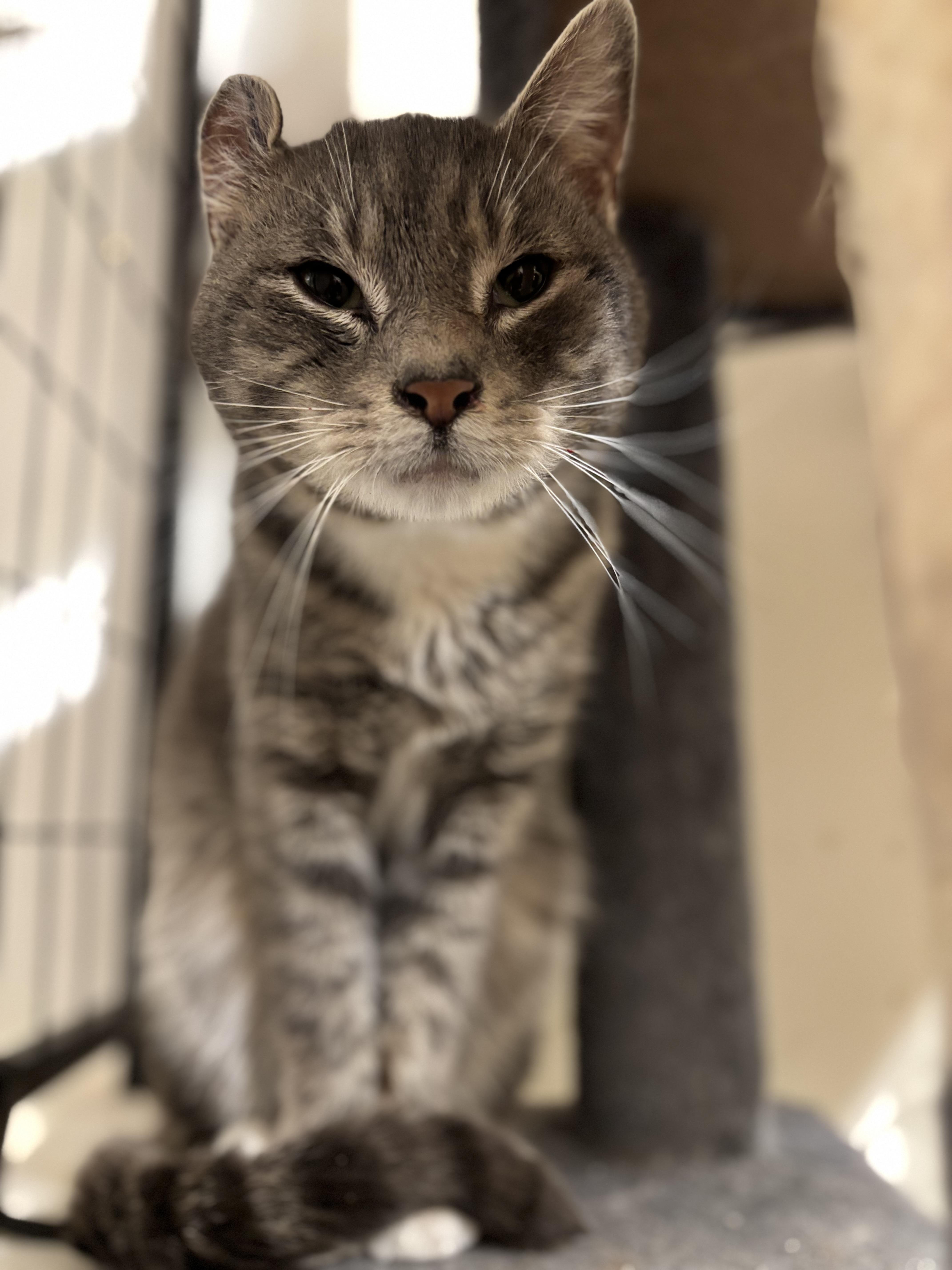 Enlarge Pudge, an adopted Domestic Short Hair in Felton, PA image 1/1