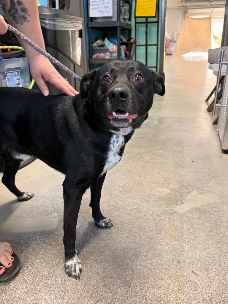 Buddy, Adoptable, Young Male Labrador Retriever.