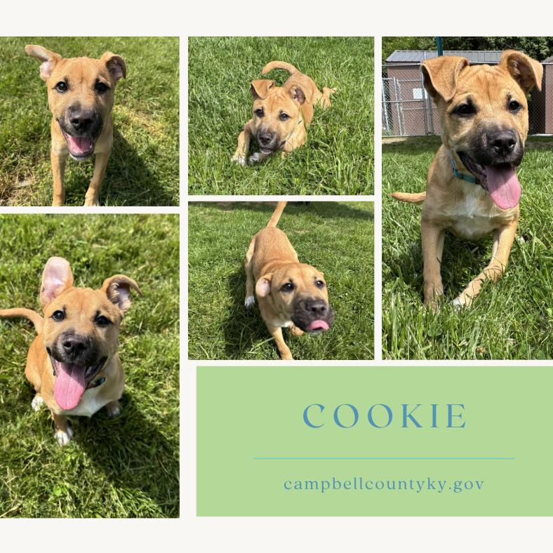 Enlarge Cookie Cutter, a Adoptable mixed breed in Melbourne, KY image 1/1