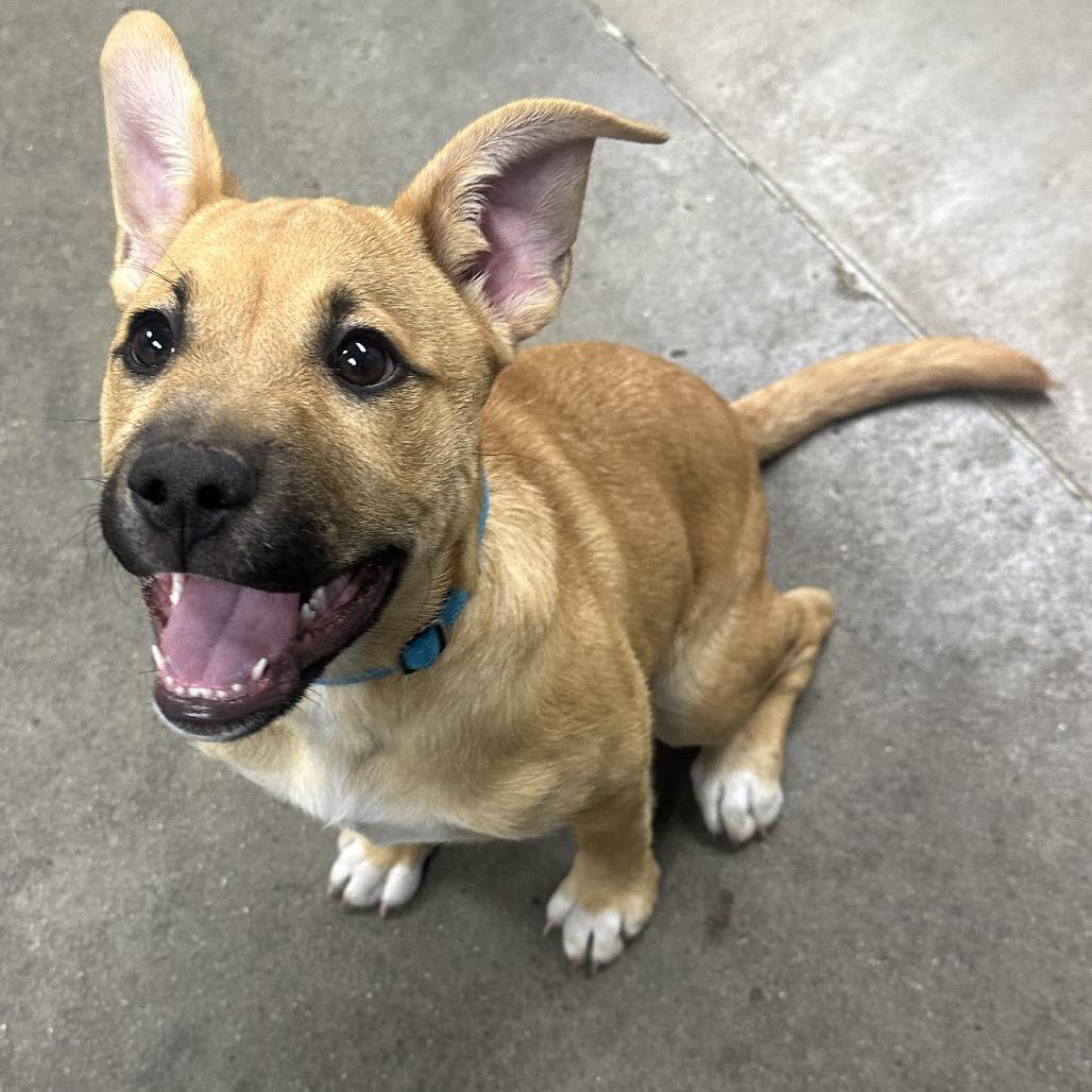 Cookie Cutter, Adoptable, Puppy Female Shepherd & Mixed Breed.