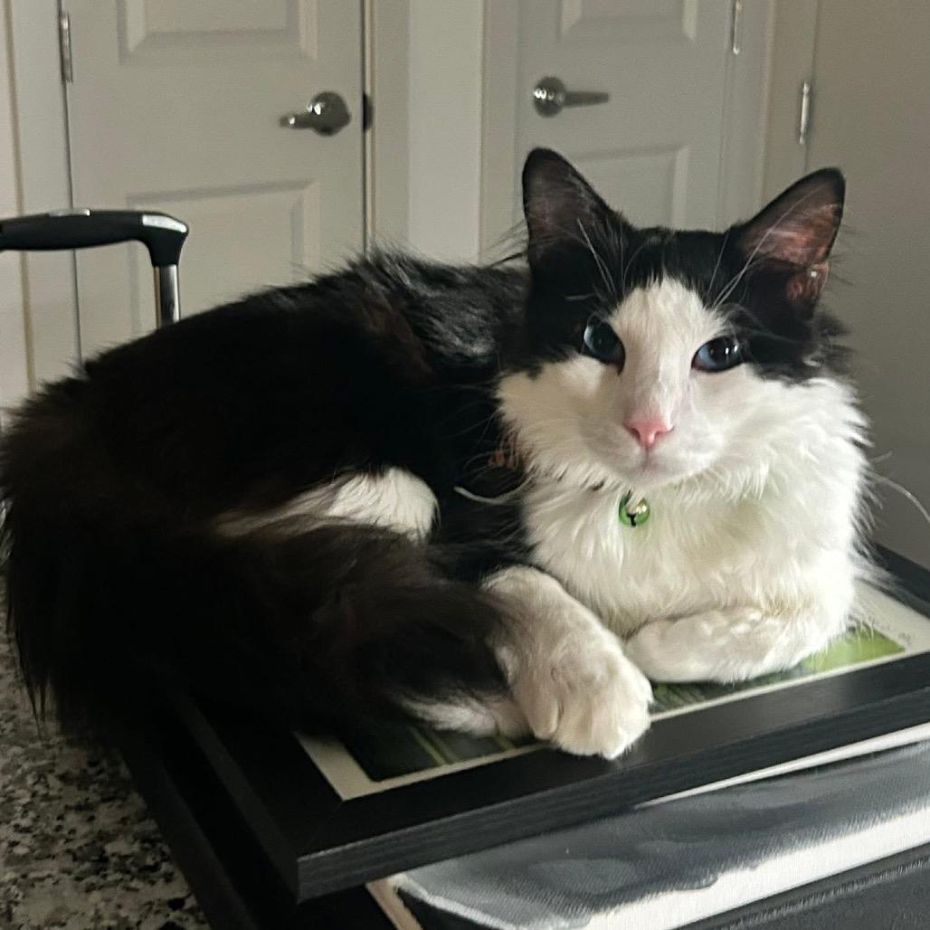 Frank, Adoptable, Adult Male Domestic Long Hair.