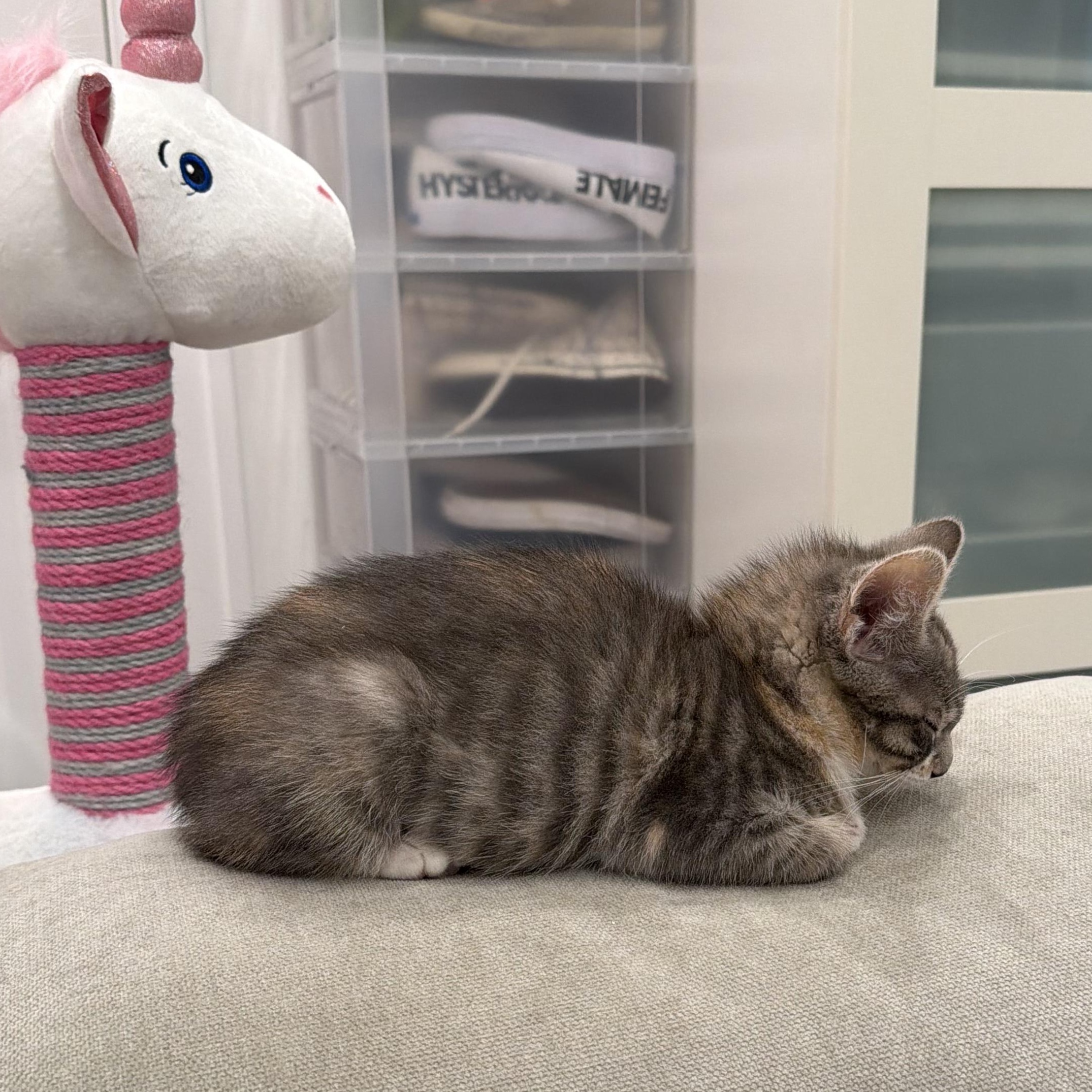 Enlarge Maria Montessori (aka Monti), a Adoptable Tabby in brooklyn, NY image 4/6