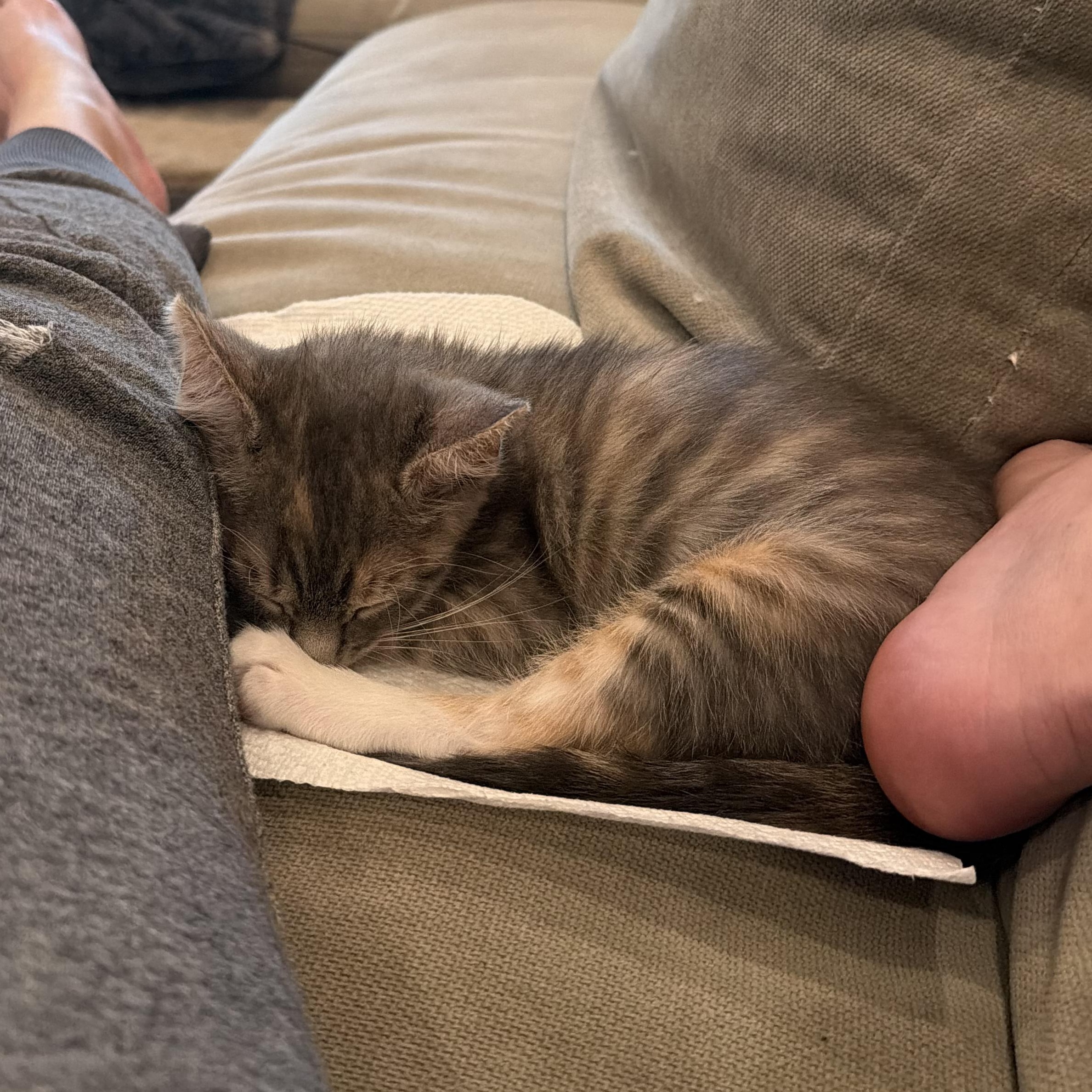 Enlarge Maria Montessori (aka Monti), a Adoptable Tabby in brooklyn, NY image 3/6