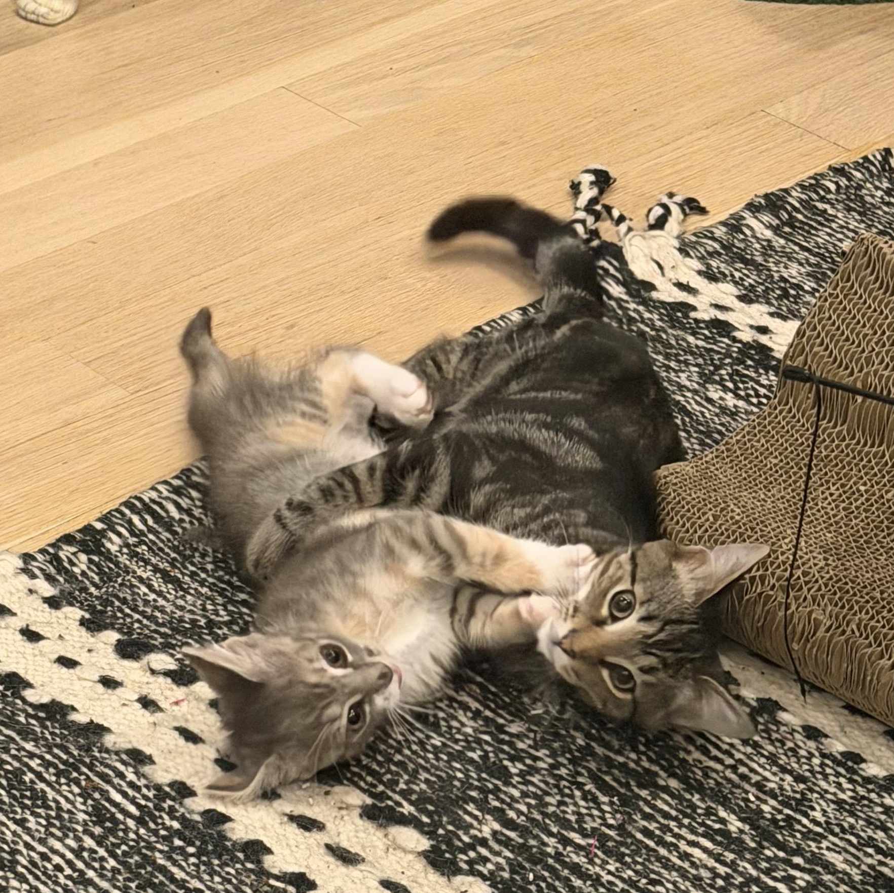 Enlarge Maria Montessori (aka Monti), a Adoptable Tabby in brooklyn, NY image 2/6