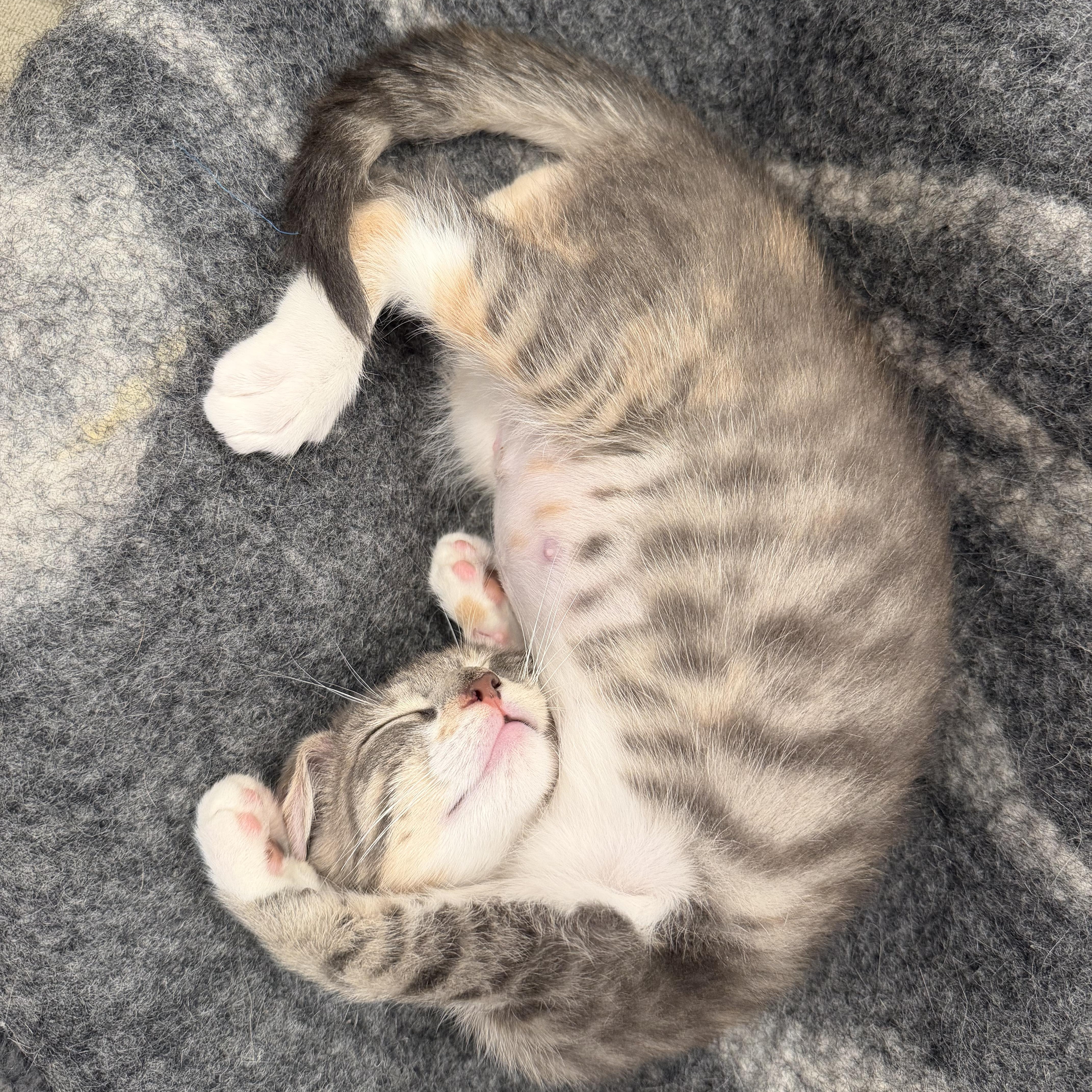 Enlarge Maria Montessori (aka Monti), a Adoptable Tabby in brooklyn, NY image 1/6