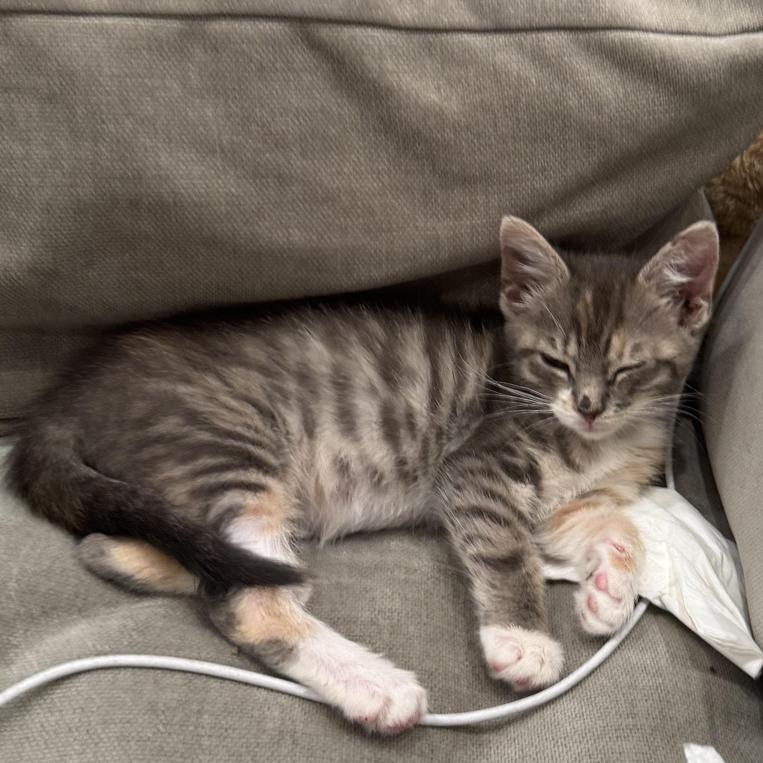 Enlarge Maria Montessori (aka Monti), a Adoptable Tabby in brooklyn, NY image 5/6