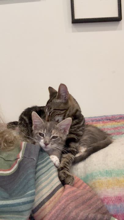 Enlarge Maria Montessori (aka Monti), a Adoptable Tabby in brooklyn, NY video 6/6