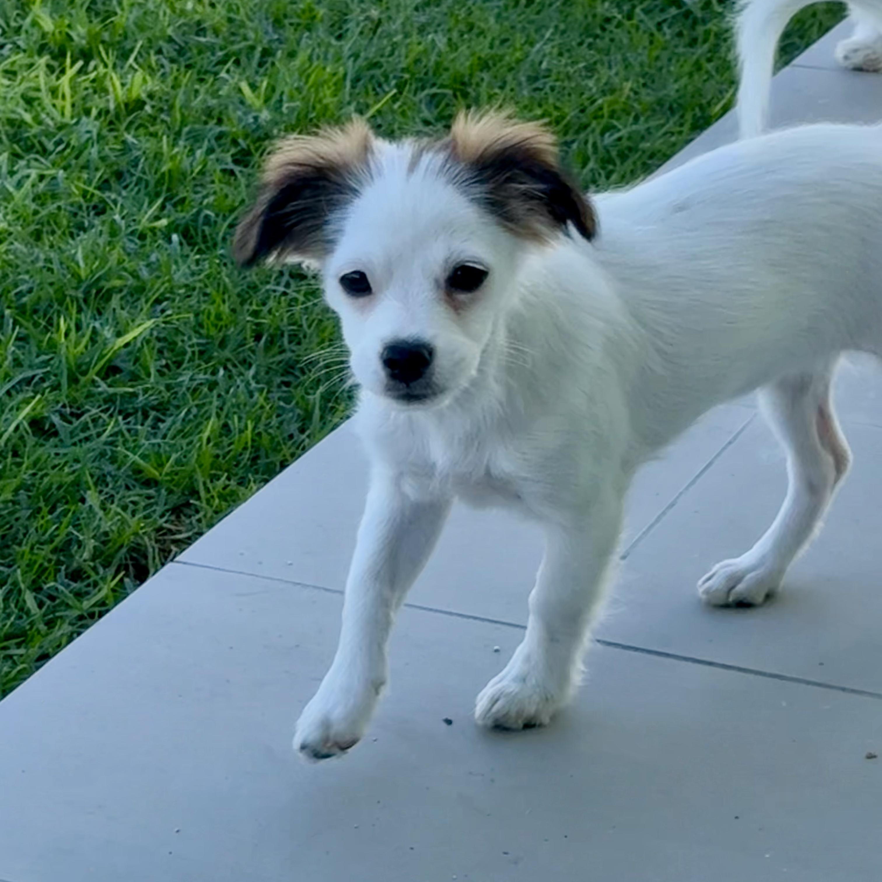 Enlarge Pearl, a Adoptable mixed breed in Los Angeles, CA image 2/6