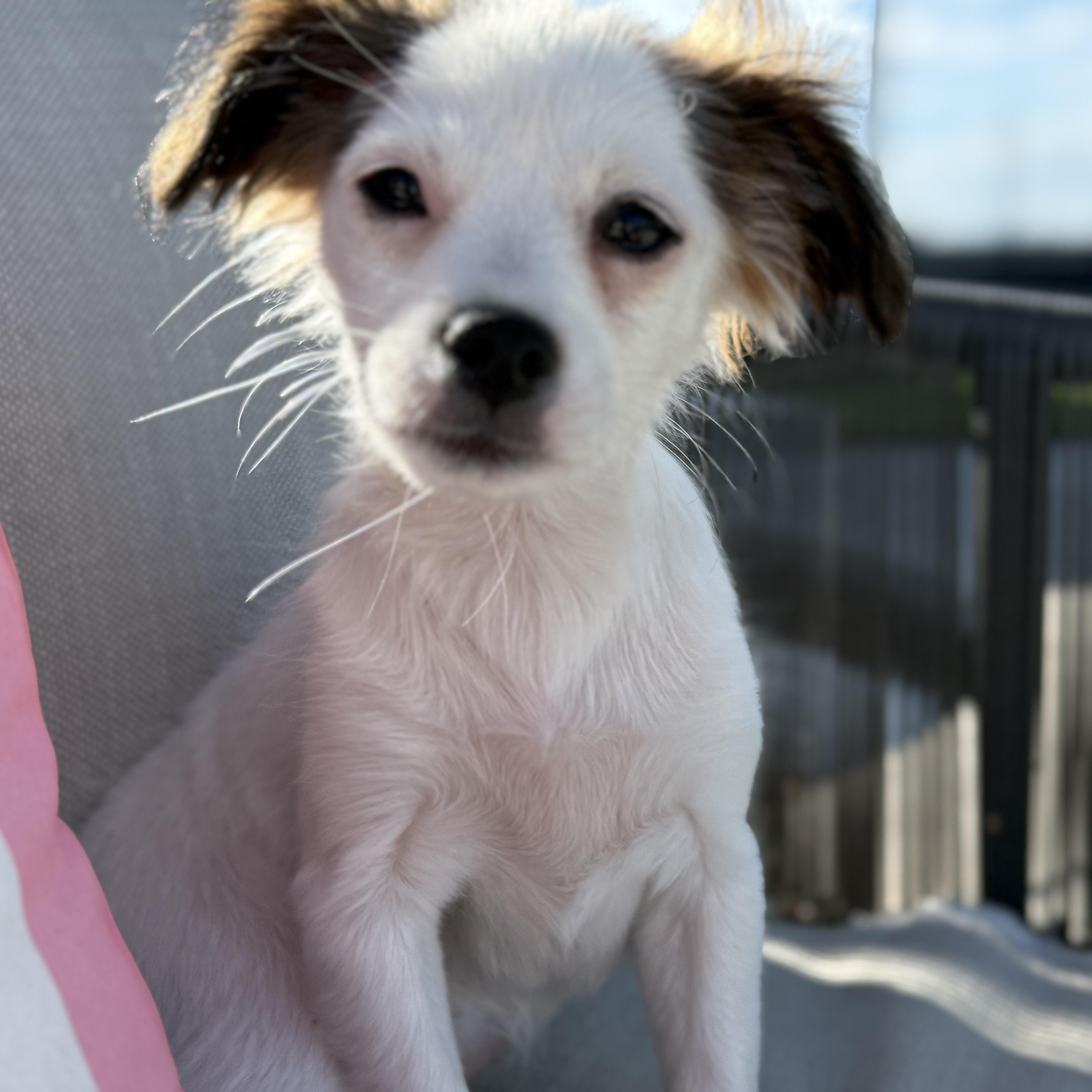 Enlarge Pearl, a Adoptable mixed breed in Los Angeles, CA image 5/6