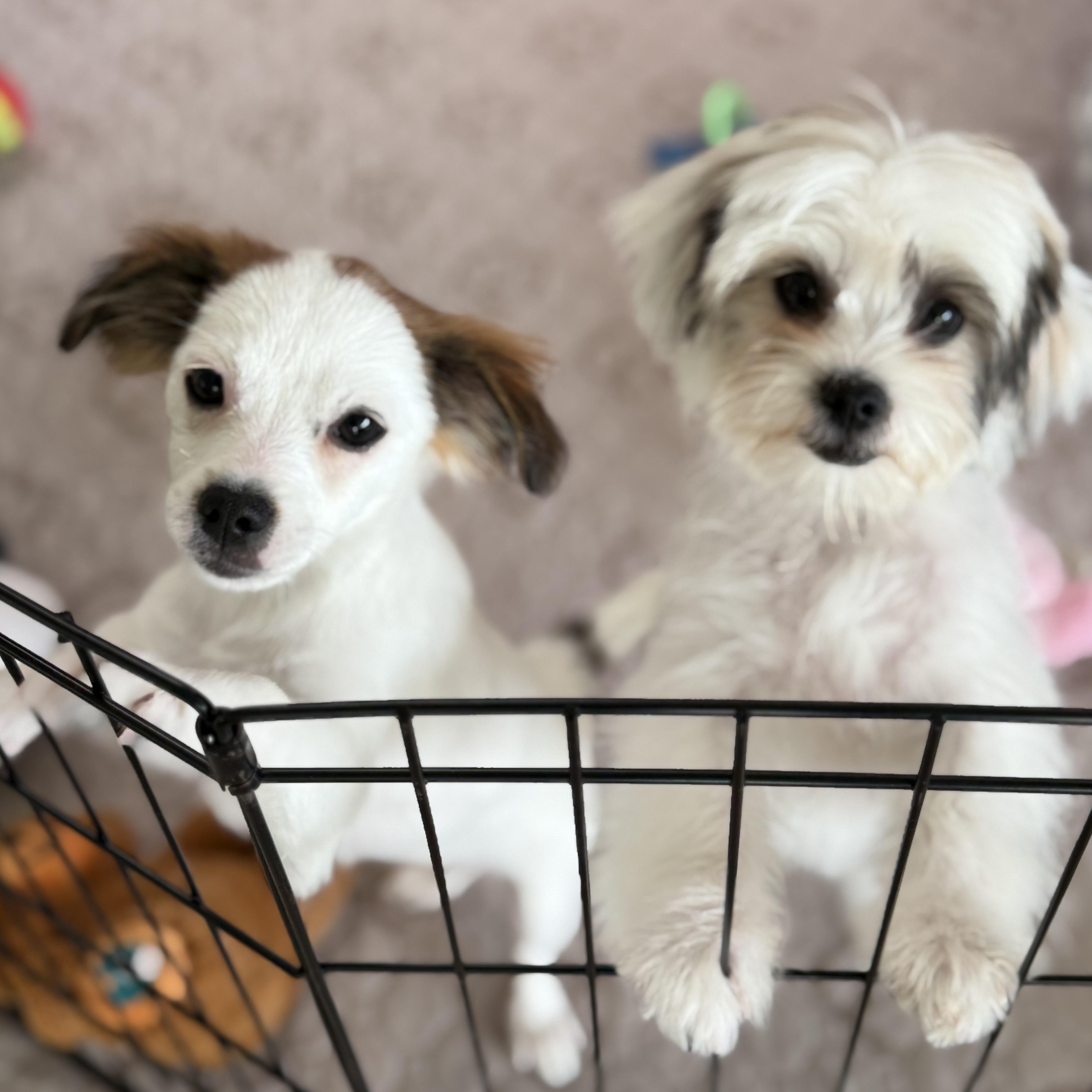 Enlarge Pearl, a Adoptable mixed breed in Los Angeles, CA image 3/6